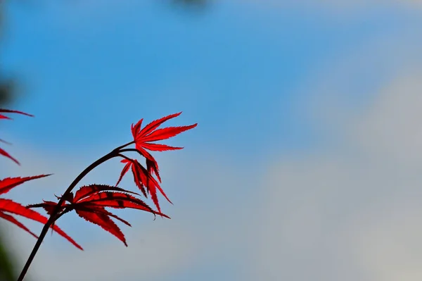 Leaves that turn red in autumn. Red maple tree leaves. Blue sky and red leaf