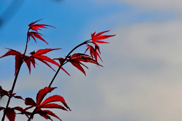 Leaves that turn red in autumn. Red maple tree leaves. Blue sky and red leaf