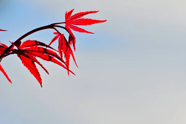 Liście Które Stają Się Czerwone Jesienią Czerwony Klon Liście Błękitne — Zdjęcie stockowe
