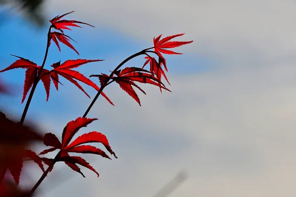 Leaves that turn red in autumn. Red maple tree leaves. Blue sky and red leaf