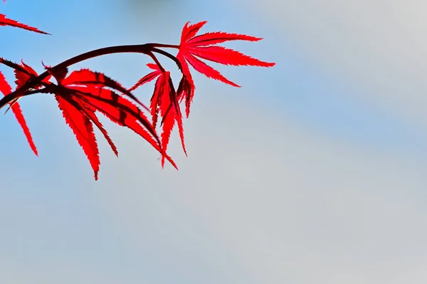 Leaves that turn red in autumn. Red maple tree leaves. Blue sky and red leaf