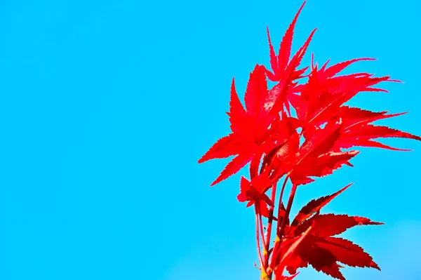 Liście Które Stają Się Czerwone Jesienią Czerwony Klon Liście Błękitne — Zdjęcie stockowe