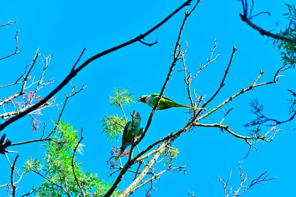 Los Periquitos Anillados Son Una Especie Invasora Estambul Turquía Periquito — Foto de Stock