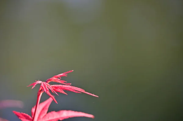 Czerwone Drzewo Pozostawia Zbliżenie Roślina Palmatowa Acer — Zdjęcie stockowe