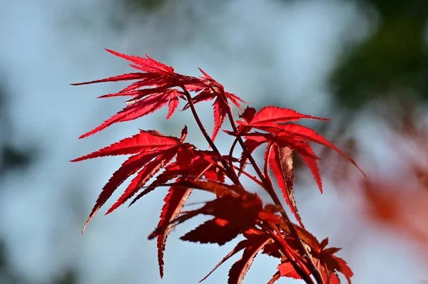 Czerwone Drzewo Pozostawia Zbliżenie Roślina Palmatowa Acer — Zdjęcie stockowe