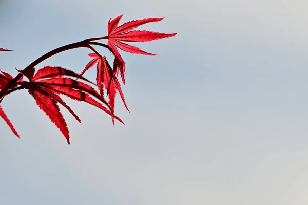Rote Baumblätter Aus Nächster Nähe Acer Palmatum Pflanze — Stockfoto