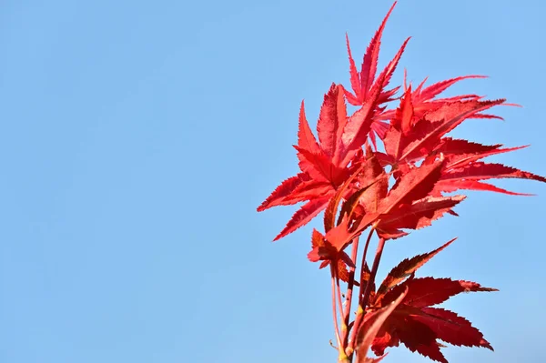 Rode Boom Laat Close Achter Acer Palmatum Plant — Stockfoto