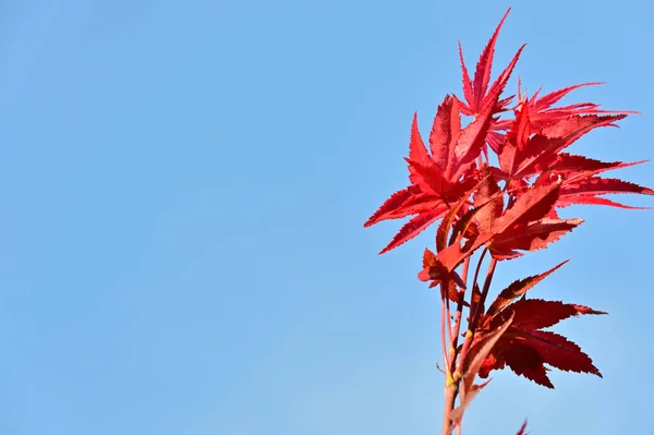 Feuilles Arbre Rouge Gros Plan Acer Palmatum Plante — Photo