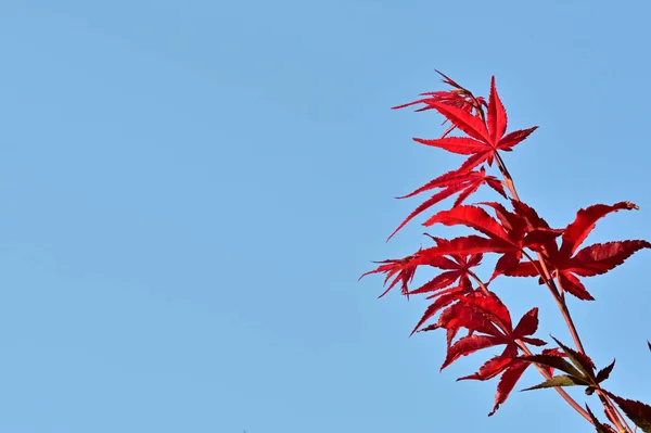Φύλλα Του Κόκκινου Δέντρου Πλησιάζουν Φυτό Acer Palmatum — Φωτογραφία Αρχείου
