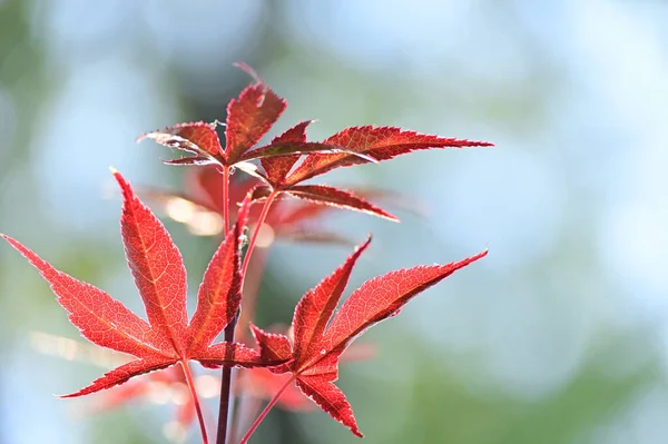 Czerwone Drzewo Pozostawia Zbliżenie Roślina Palmatowa Acer — Zdjęcie stockowe