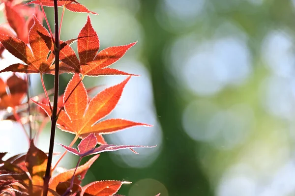 Red Tree Leaves Close Acer Palmatum Plant — Stock Photo, Image