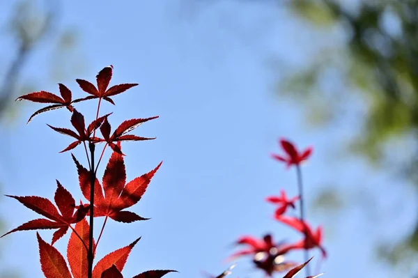 Red Tree Leaves Close Acer Palmatum Plant — Stock Photo, Image