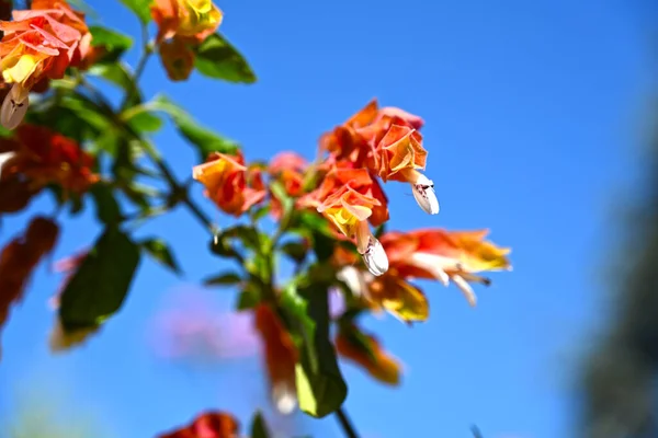 Fleurs Justicia Brandegeeana Pleine Floraison Fleurs Orange Pétales Orange — Photo