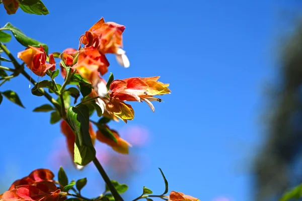 百香花盛开时的品牌形象 橙色花瓣 — 图库照片