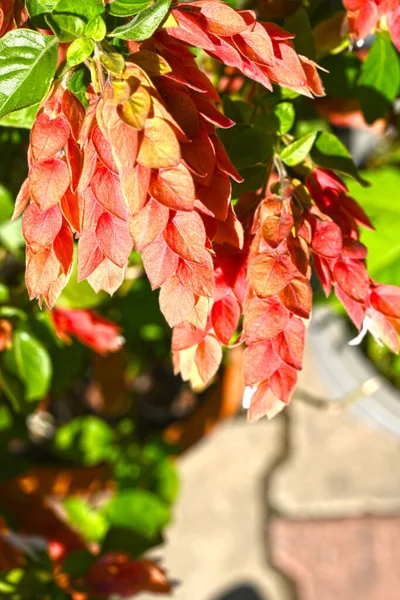 満開のユスティシア ブランデガイアナの花 オレンジの花 橙色の花弁 — ストック写真