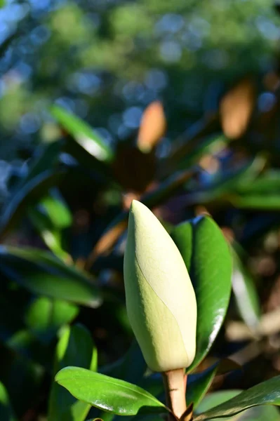 在绿叶的树上绽放美丽的木兰花 — 图库照片