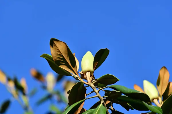 Blown Beautiful Magnolia Flower Tree Green Leaves White Bud — Stock Photo, Image