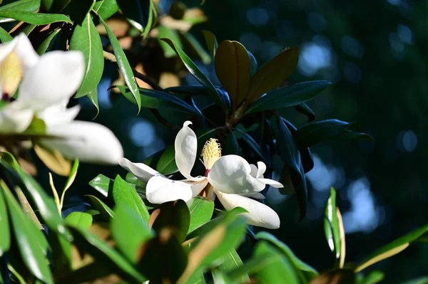 Blåst Vacker Magnolia Blomma Ett Träd Med Gröna Blad Vit — Stockfoto