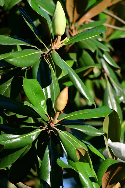 Rozfoukané Krásné Magnólie Květ Stromě Zelenými Listy — Stock fotografie
