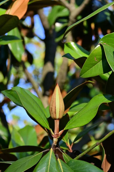 Soufflé Belle Fleur Magnolia Sur Arbre Avec Des Feuilles Vertes — Photo