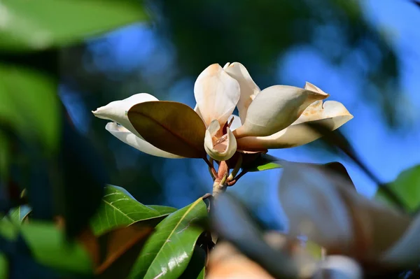 Opgeblazen Prachtige Magnolia Bloem Een Boom Met Groene Bladeren Witte — Stockfoto