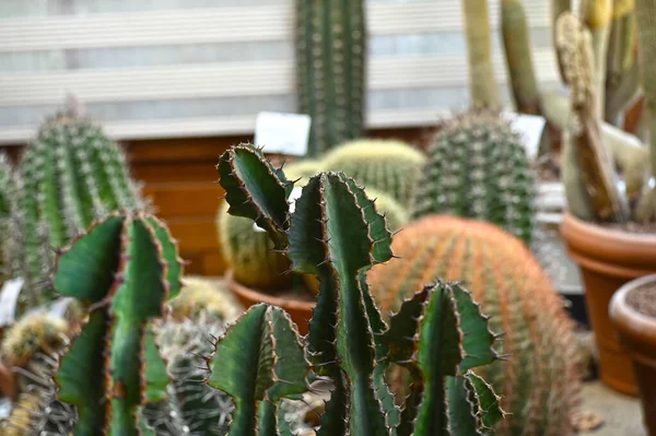 Detailní Záběr Kaktus Tvaru Koule Dlouhými Trny Focus Trny Pohled — Stock fotografie