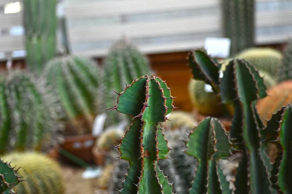 Primer Plano Cactus Forma Globo Con Espinas Largas Focus Espinas — Foto de Stock