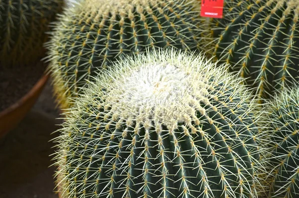 Close Globe Shaped Cactus Long Thorns Focus Thorns Overhead View — Stock Photo, Image