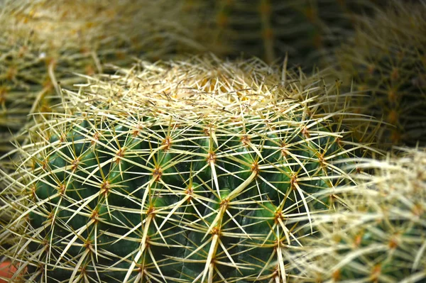 Közelkép Gömb Alakú Kaktusz Hosszú Tövisek Focus Tövisek Egy Zöld — Stock Fotó