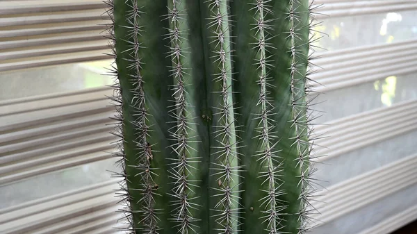 Primo Piano Cactus Forma Globo Con Spine Lunghe Focus Spine — Foto Stock