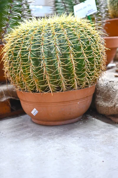 Close Globe Shaped Cactus Long Thorns Focus Thorns Overhead View — Stockfoto