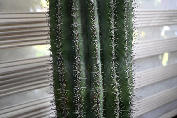 Close Van Globe Vormige Cactus Met Lange Doornen Focus Doornen — Stockfoto