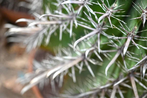 Zbliżenie Kaktusa Kształcie Kuli Ziemskiej Długimi Cierniami Focus Widok Nad — Zdjęcie stockowe