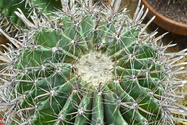 Close Globe Shaped Cactus Long Thorns Focus Thorns Overhead View — Stockfoto