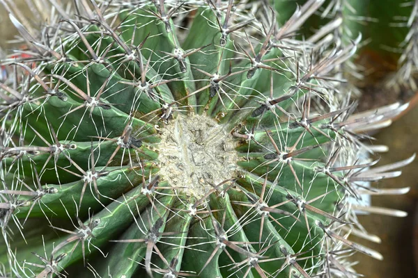Närbild Glob Formade Kaktus Med Långa Taggar Focus Taggar Overhead — Stockfoto