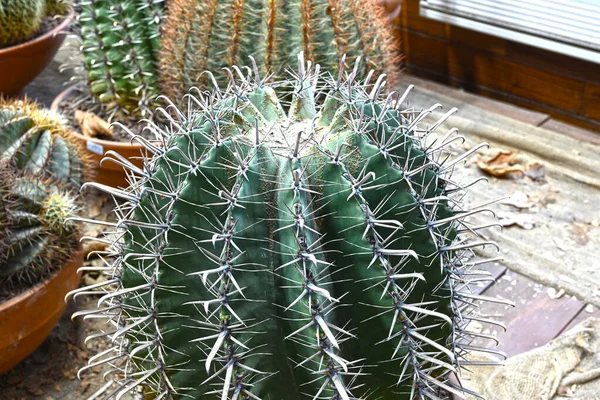 Detailní Záběr Kaktus Tvaru Koule Dlouhými Trny Focus Trny Pohled — Stock fotografie