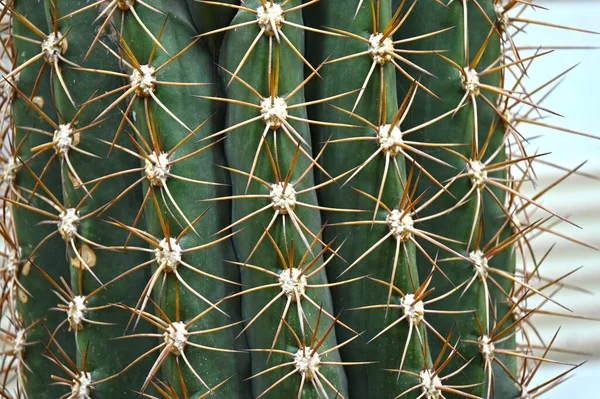 Close Globe Shaped Cactus Long Thorns Focus Thorns Overhead View — Stock Photo, Image