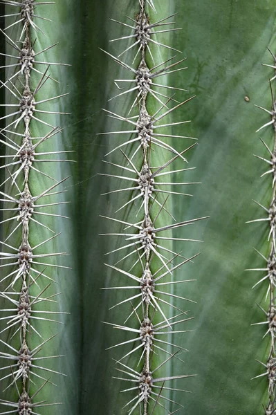 Nahaufnahme Eines Kugelförmigen Kaktus Mit Langen Dornen Brennpunkten Blick Von — Stockfoto
