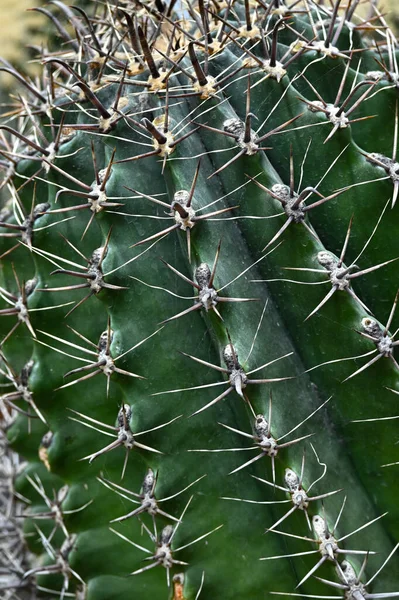 Zbliżenie Kaktusa Kształcie Kuli Ziemskiej Długimi Cierniami Focus Widok Nad — Zdjęcie stockowe