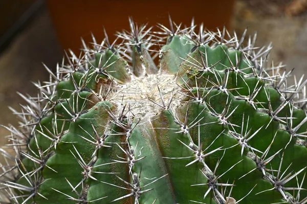Primer Plano Cactus Forma Globo Con Espinas Largas Focus Espinas — Foto de Stock