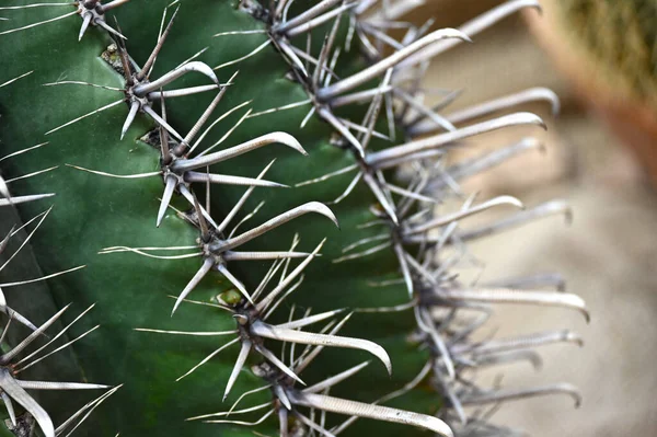 Close Globe Shaped Cactus Long Thorns Focus Thorns Overhead View — Stock Photo, Image