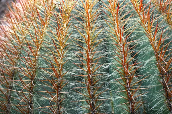 Großaufnahme Von Kugelförmigen Kakteen Mit Langen Dornen Kaktus Kaktusdorn Großaufnahme — Stockfoto