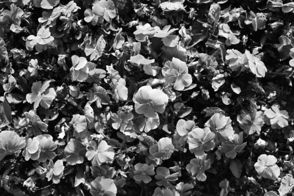 Siyah Beyaz Laleler Çiçekler Bir Fotoğraftır Tek Renkli Çiçekler — Stok fotoğraf