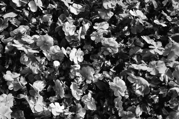 Schwarz Weiße Tulpen Blumen Ist Ein Foto Einfarbige Blüten — Stockfoto