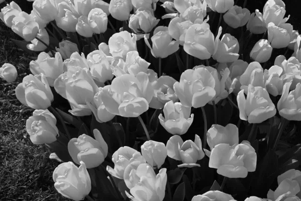 Черно Белые Тюльпаны Цветы Фотография Монохромные Цветы — стоковое фото