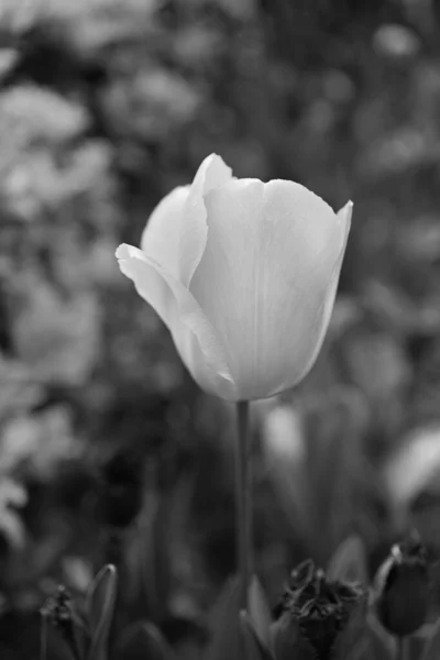 Black White Tulips Flowers Photograph Monochrome Flowers — Stock Photo, Image