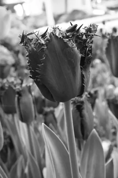 Tulipanes Blancos Negros Flores Una Fotografía Flores Monocromas — Foto de Stock