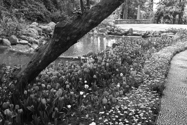 Tulipes Noires Blanches Fleurs Est Une Photographie Fleurs Monochromes — Photo