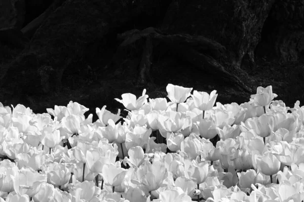 Siyah Beyaz Laleler Çiçekler Bir Fotoğraftır Tek Renkli Çiçekler — Stok fotoğraf
