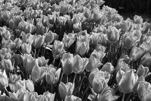 Tulipes Noires Blanches Fleurs Est Une Photographie Fleurs Monochromes — Photo